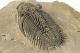 Bargain, Metacanthina Trilobite - Lghaft, Morocco #204078-3